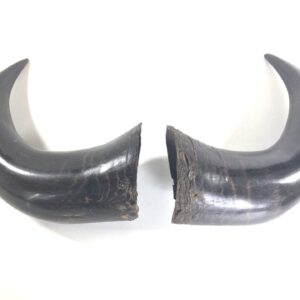 Vintage pair of Cow Horns. (41781)